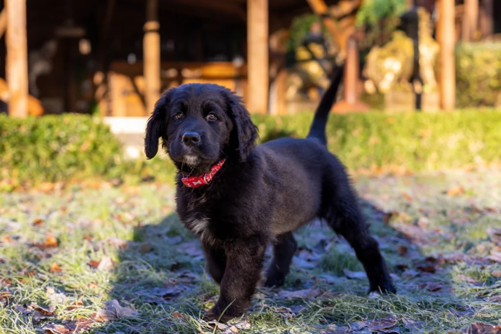 🐾 Meet Hiro: The Latest Member of Team inLIFE